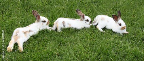 three white rabbits lying relaxed behind each other in the green grass
