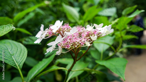 Invincibelle Lace Hydrangea at Dunham Massey photo