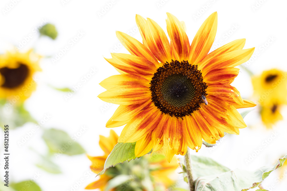 Fototapeta premium Beautiful yellow orange sunflower on white sky background
