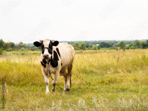 A cattle cow on a pasture in the middle of a green field.