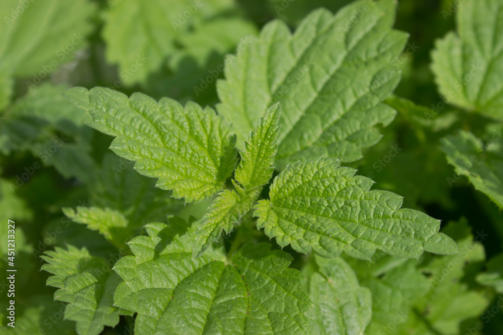 Top of stinging nettle, medicinal useful plant Top of stinging nettle, medicinal useful plant