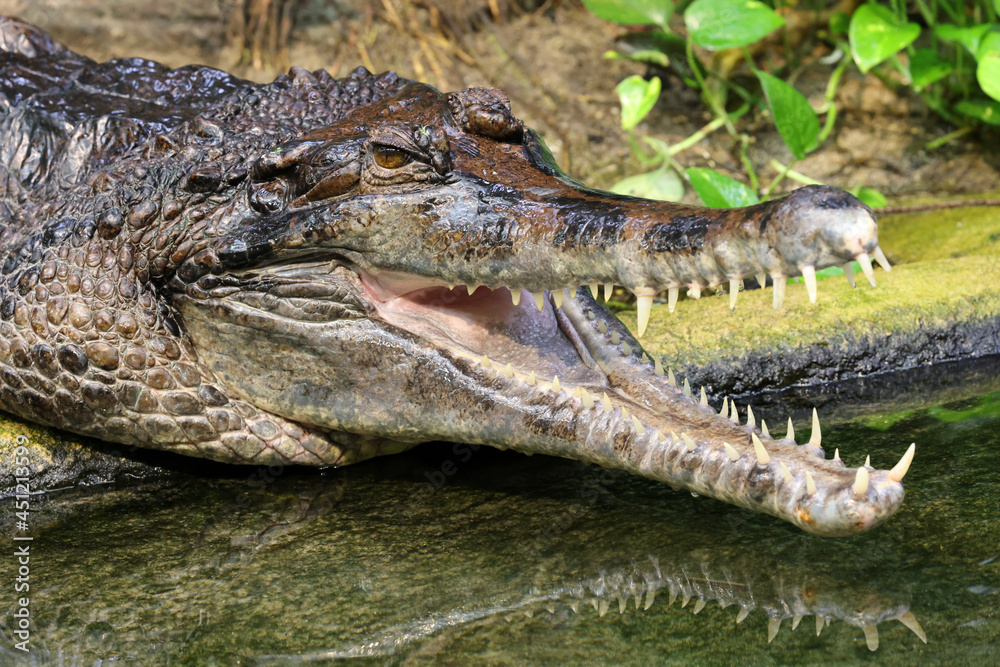 Obraz premium false gharial (tomistoma schlegelii) on river shore, close up view