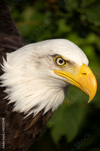 bald eagle (Haliaeetus leucocephalus) bird