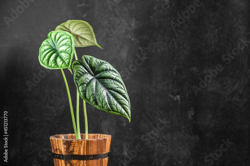 Tropical Alocasia Baginda Dragon Scale house plant photo