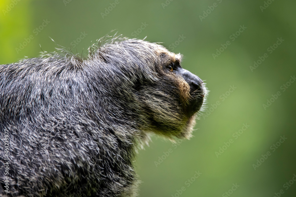 white-faced saki (Pithecia pithecia) white-faced saki (Pithecia pithecia)