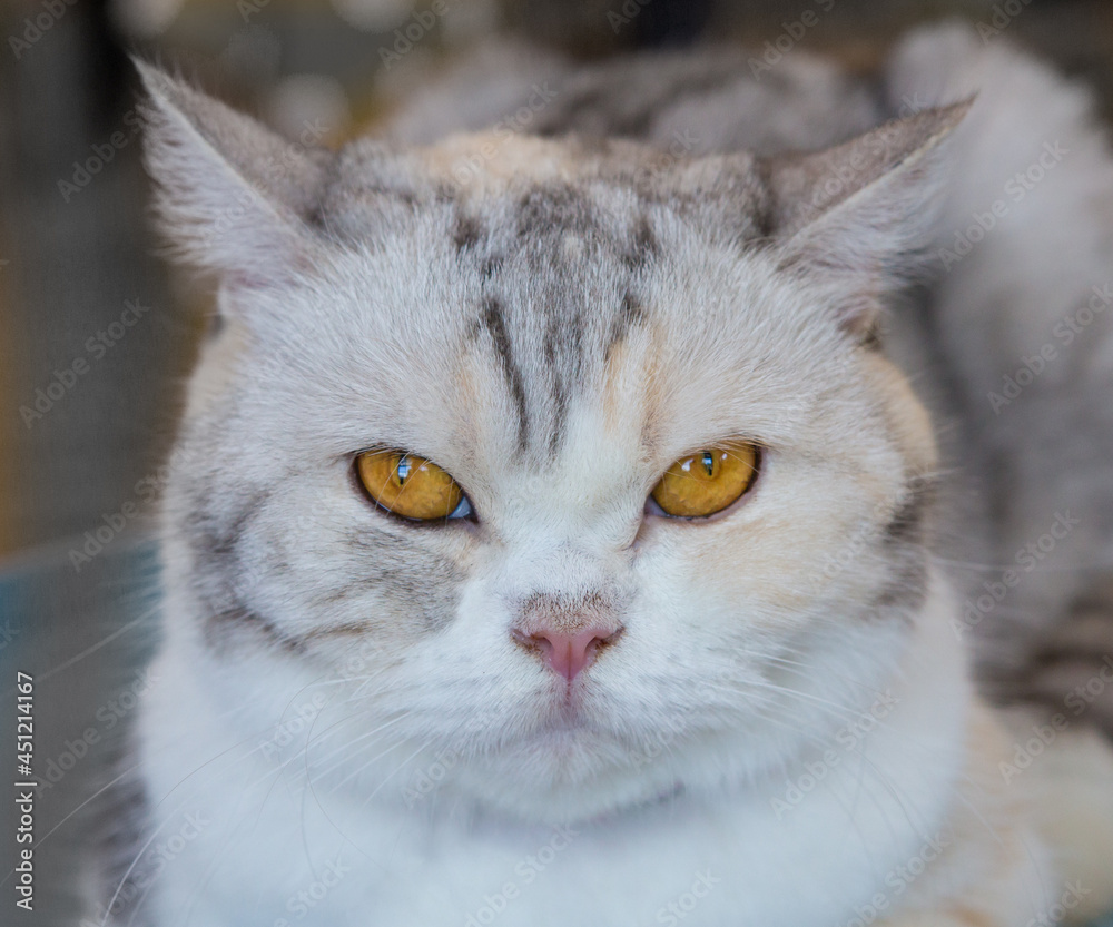 Take a close-up shot of a cute furry cat's face. Take a close-up shot of a cute furry cat's face.