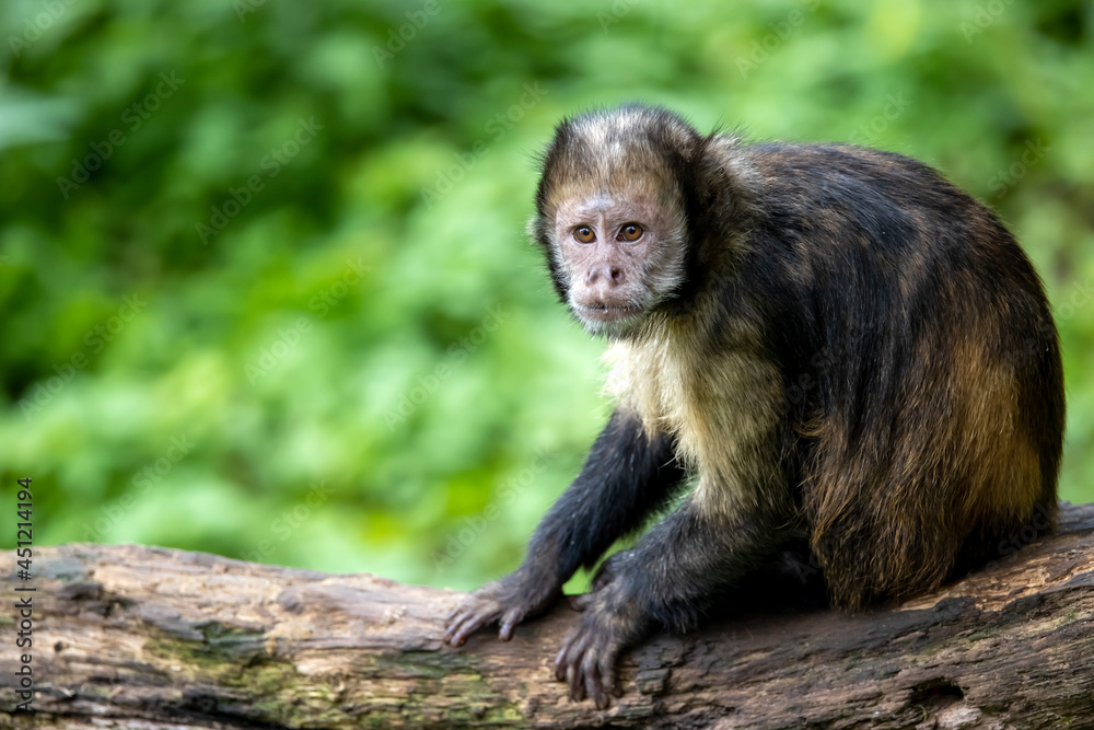 golden-bellied capuchin (Sapajus xanthosternos) golden-bellied capuchin (Sapajus xanthosternos)
