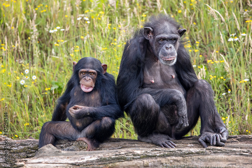 chimpanzee (Pan troglodytes) with baby in natural habitat.
