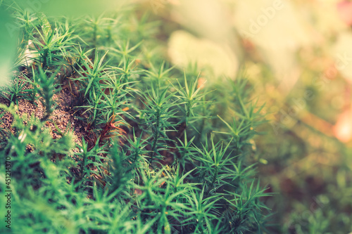 Peat Moss Sphagnum in the forest background