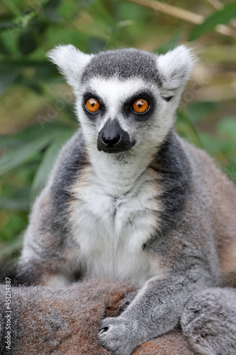 close up view of ring-tailed lemur (Lemur Catta)