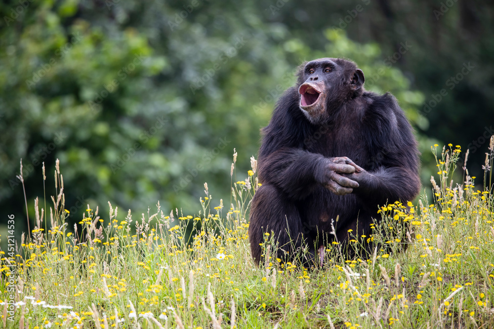 chimpanzee (Pan troglodytes) in natural habitat.