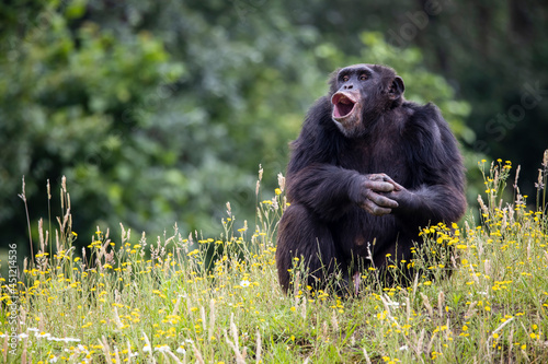 Photo chimpanzee (Pan troglodytes) in natural habitat.