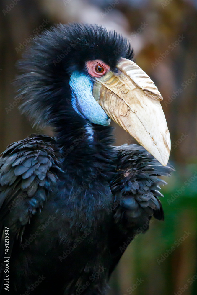 wreathed hornbill (Rhyticeros undulatus) female, also known as the bar-pouched wreathed hornbill