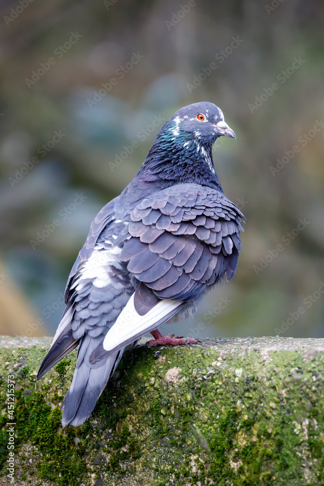 Fototapeta premium a closeup shot of a feral pigeon (Columba livia domestica)