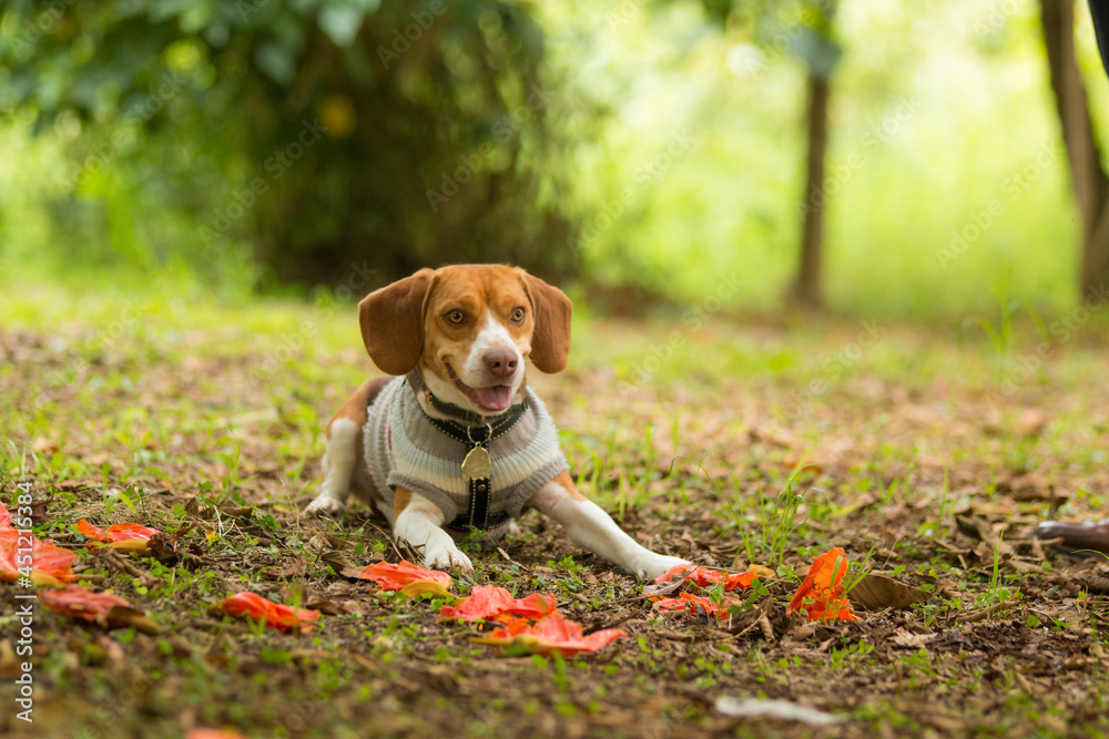 portrait of a cute beagle dog portrait of a cute beagle dog