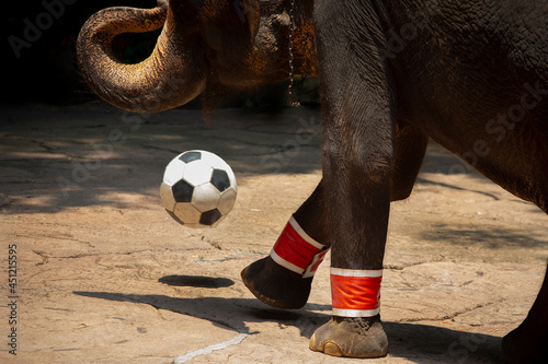 Tablou pe pânză Elephant play ball show in Thailand Zoo