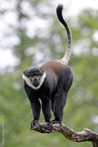 Photography A L'Hoest's monkey (Allochrocebus lhoesti)