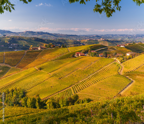 Panorama of the vineyards  in autumn  in the Langhe  Piedmont  Italy