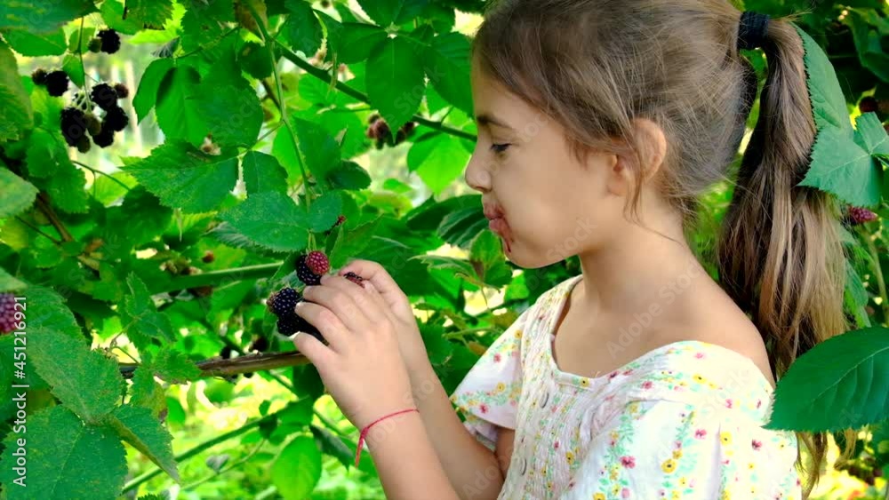 The child picks blackberries in the garden. Selective focus. The child picks blackberries in the garden. Selective focus.