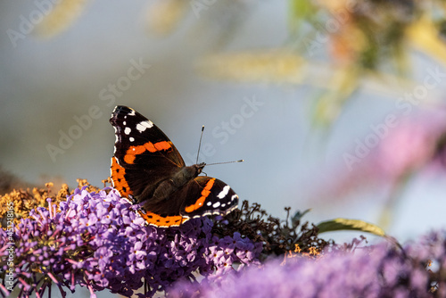 Admiral Schmetterling