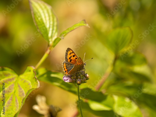 Small Copper Butterfly on a Field Scabious