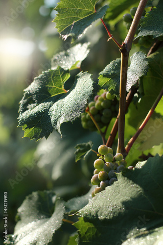 morning dew on the leaves and berries of grapes in the sun. ripening of the crop in the vineyard