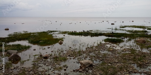 Sea coast with grass, sandy beach, birds and gray sky 