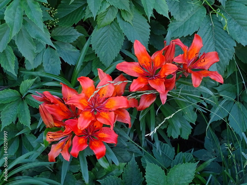 Red tiger lilies on a wall background with wild grapes 