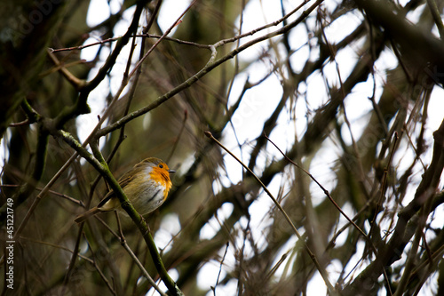robin bird on a branch with dark background