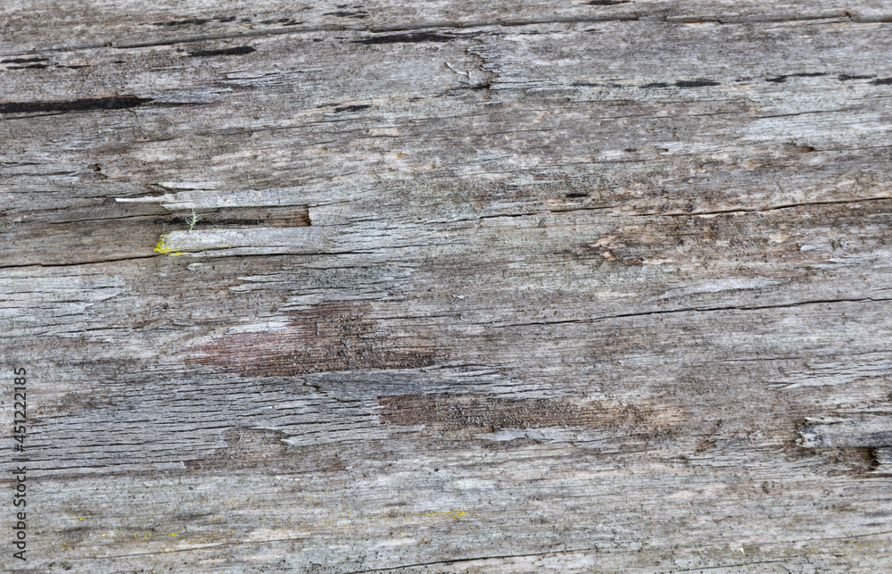 Tree bark texture closeup. Wooden backdrop Tree bark texture closeup. Wooden backdrop