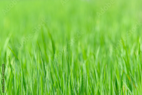  background of bright green rice leaves in the field ,thailand