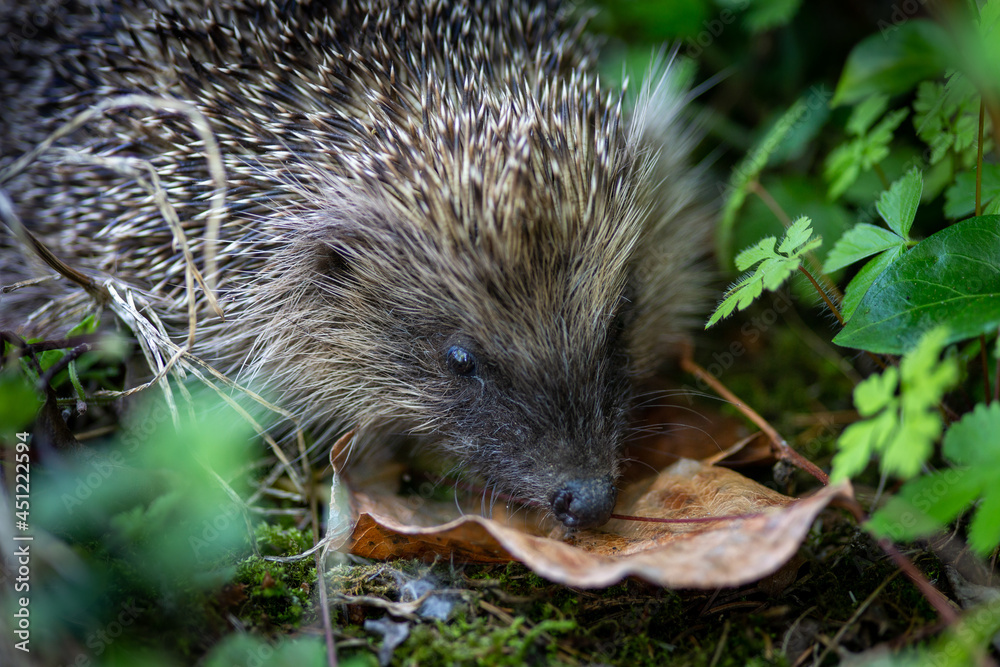 Naklejka premium Close up hedgehog near leaf