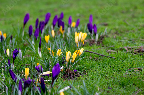 purple crocuses flower bud in the grass