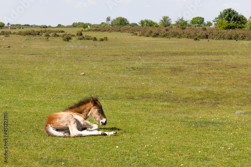 Dartmoor pony foal resting on grass