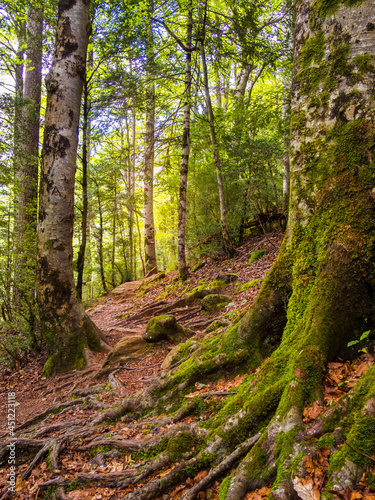 Sendero de montaña atraviesa un bosque de árboles cubiertos de musgo verde, con detalle de las raices de un viejo árbol en primer plano. 