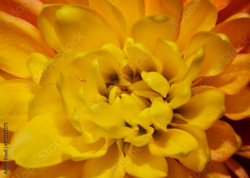 yellow dahlia flower © Stanley