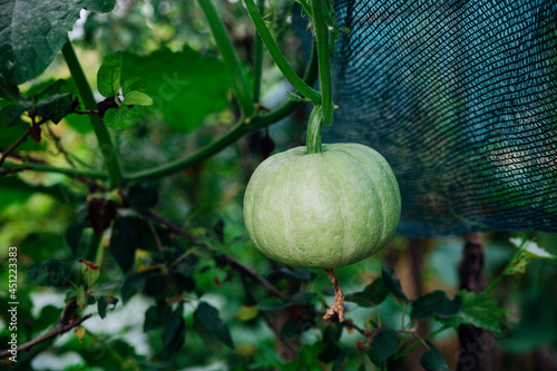 A green round pumpkin is hanging on a vine. An immature pumpkin is trudging up.