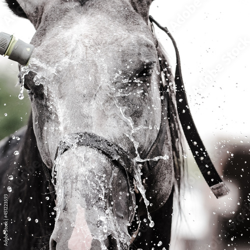 Gray horse being washed with hose in summer in stable