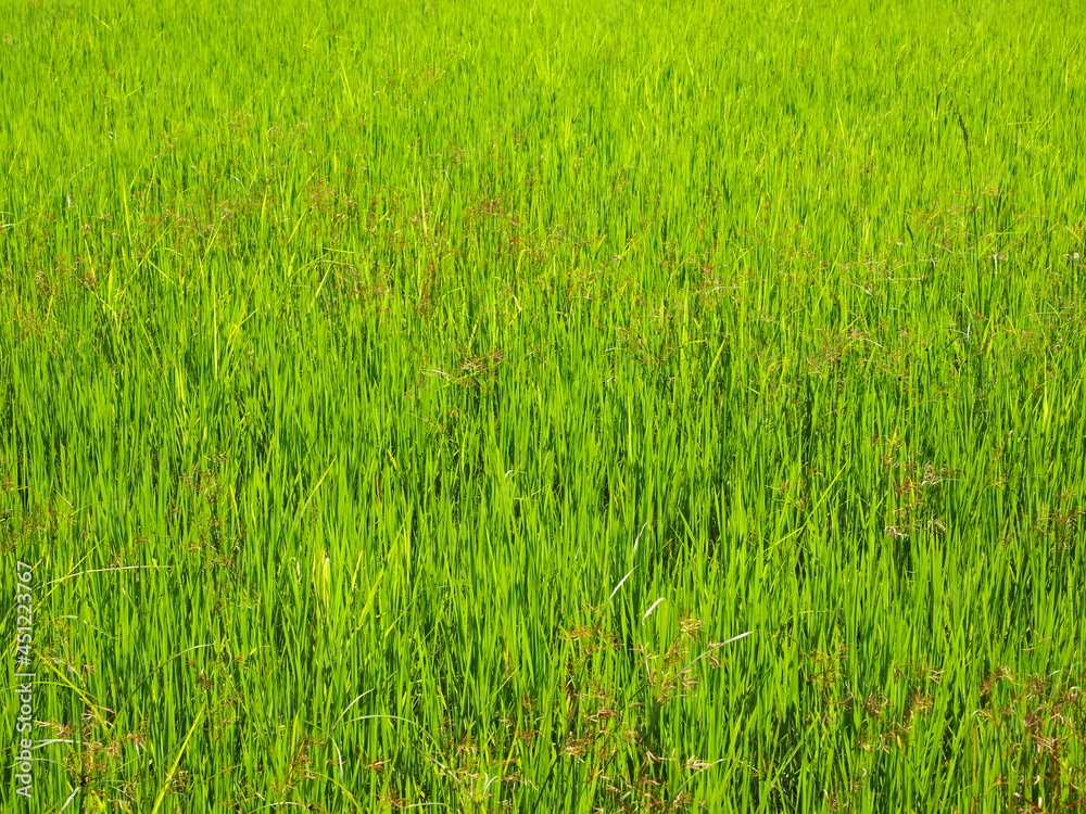 fresh green rice field background