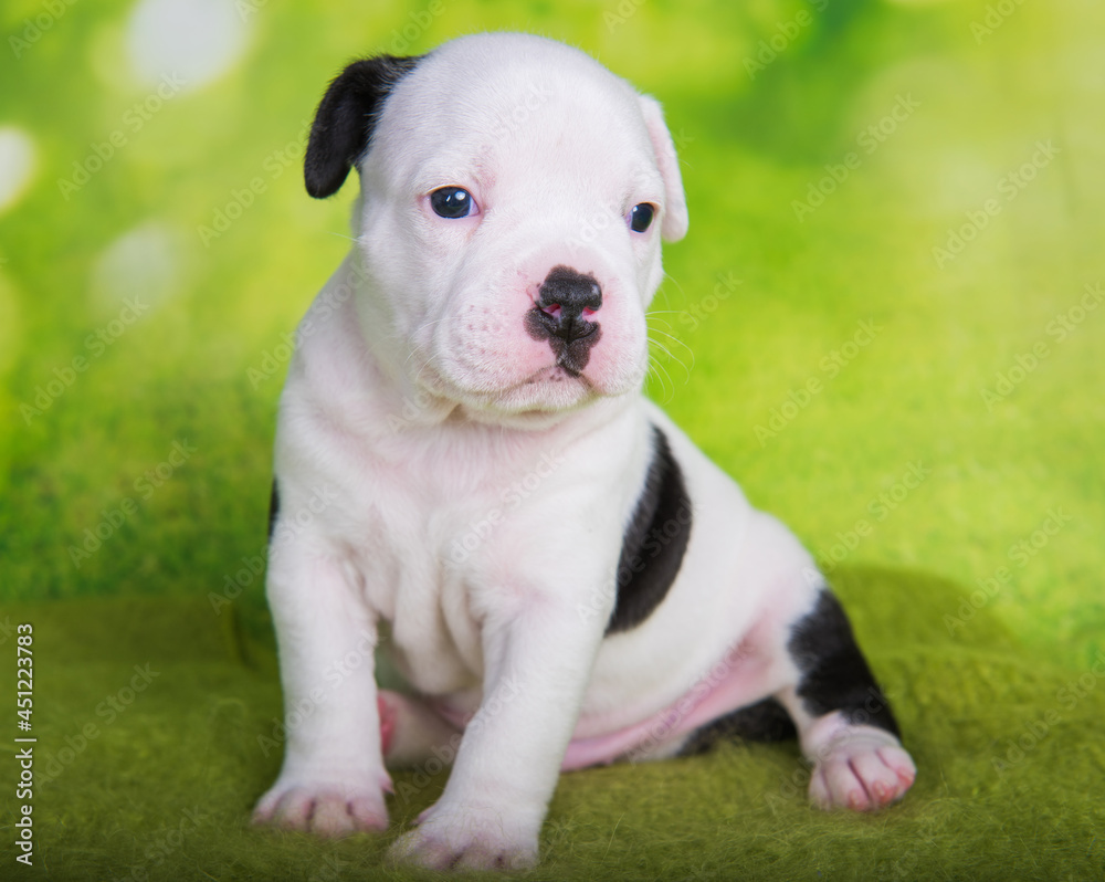 White American Bullies puppy on green background