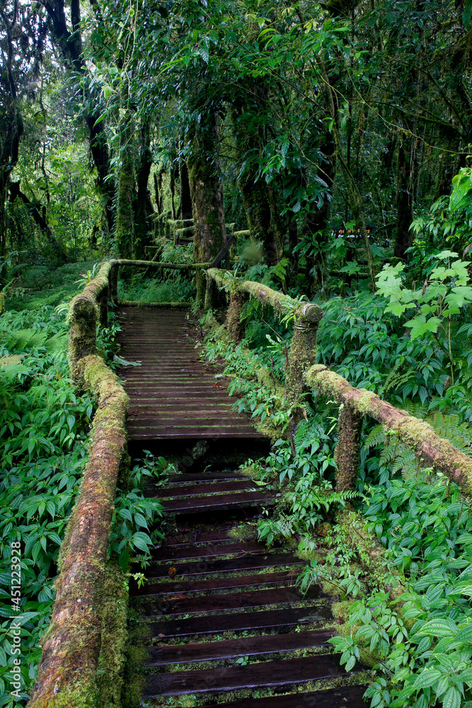 The wooden bridge in the forest The wooden bridge in the forest