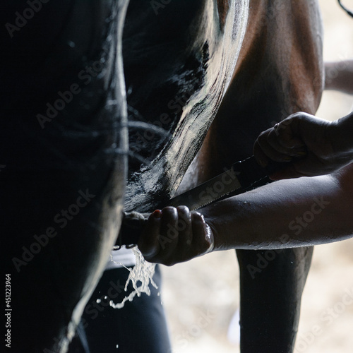 Wet horse side of dark bay sport horse during washing