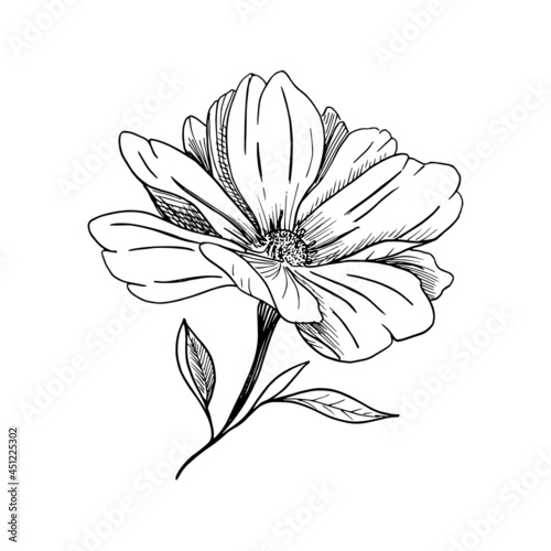 Cute flower. Hand-drawn sketch of blossom. Black and white botanical illustration  vector.