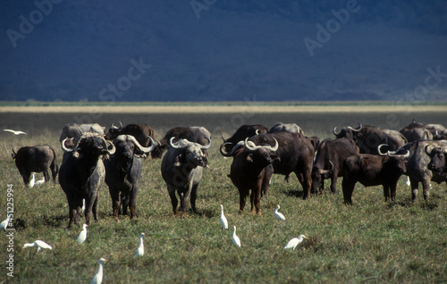 Fototapeta Naklejka Na Ścianę i Meble -  Buffle d'Afrique, Syncerus caffer, Héron garde bœufs, Bubulcus ibis, Parc national du N Gorongoro Crater, Tanzanie