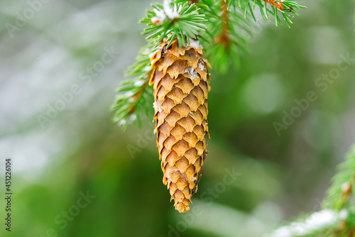 Buterful long orange pine cone and branches, close-up macro shot at winter