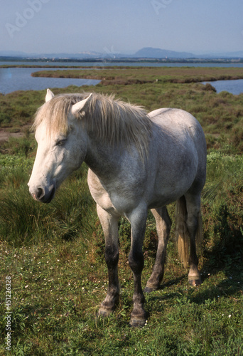 Cheval, race Camarguaise, Camargue, 34