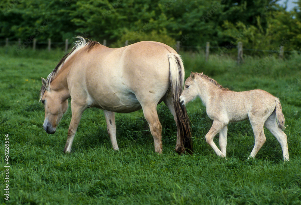 Cheval, race Henson, jument et poulin, Baie de Somme, 80, Somme Cheval, race Henson, jument et poulin, Baie de Somme, 80, Somme