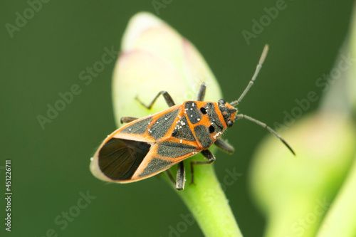 Boxelder bug insect, Boisea trivittata, Satara, Maharashtra, India photo