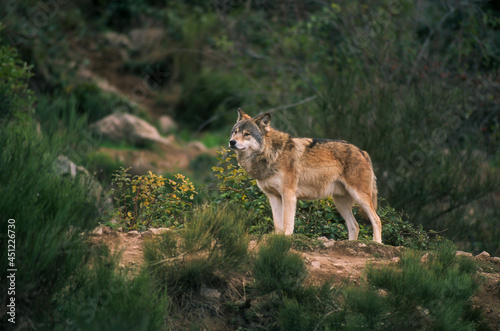 Loup, Canis lupus © JAG IMAGES