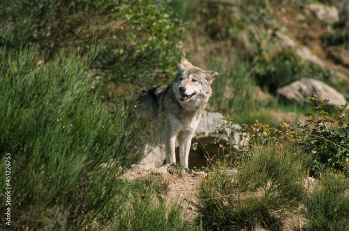 Loup, Canis lupus